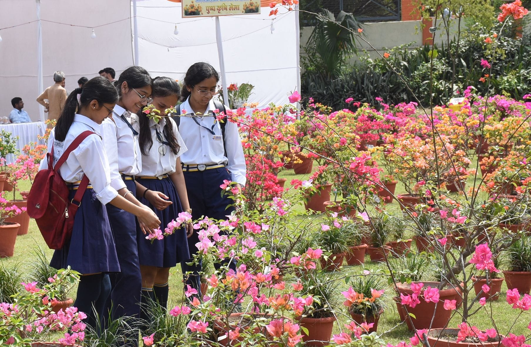 एनबीआरआई में शनिवार को शुरू हुआ दो दिवसीय बोगनविलिया उत्सव। एनबीआरआई में शनिवार को शुरू हुआ दो दिवसीय बोगनविलिया उत्सव।