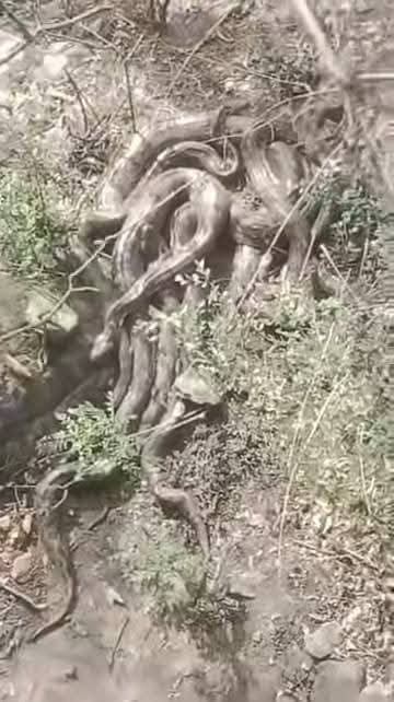 गाहलियां पंचायत के कालोथरे वाली माता मंदिर परिसर के पास की पहाड़ियां में दिखे एक साथ कई अजगर,। 