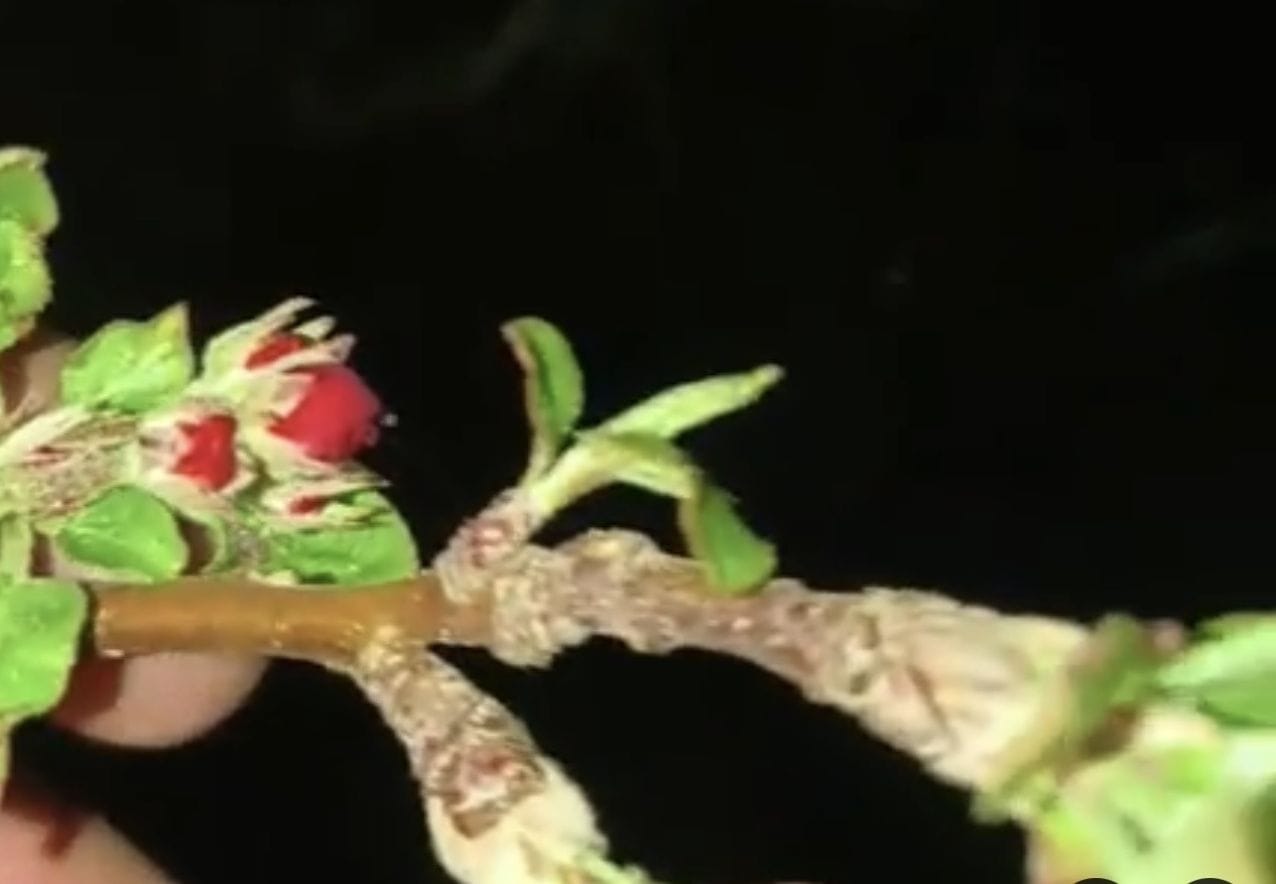 नित्थर के ऊंचाई वाले क्षेत्रों में सेब बगीचों में बागवान लगा रहे एंटी हेलनैट। संवाद