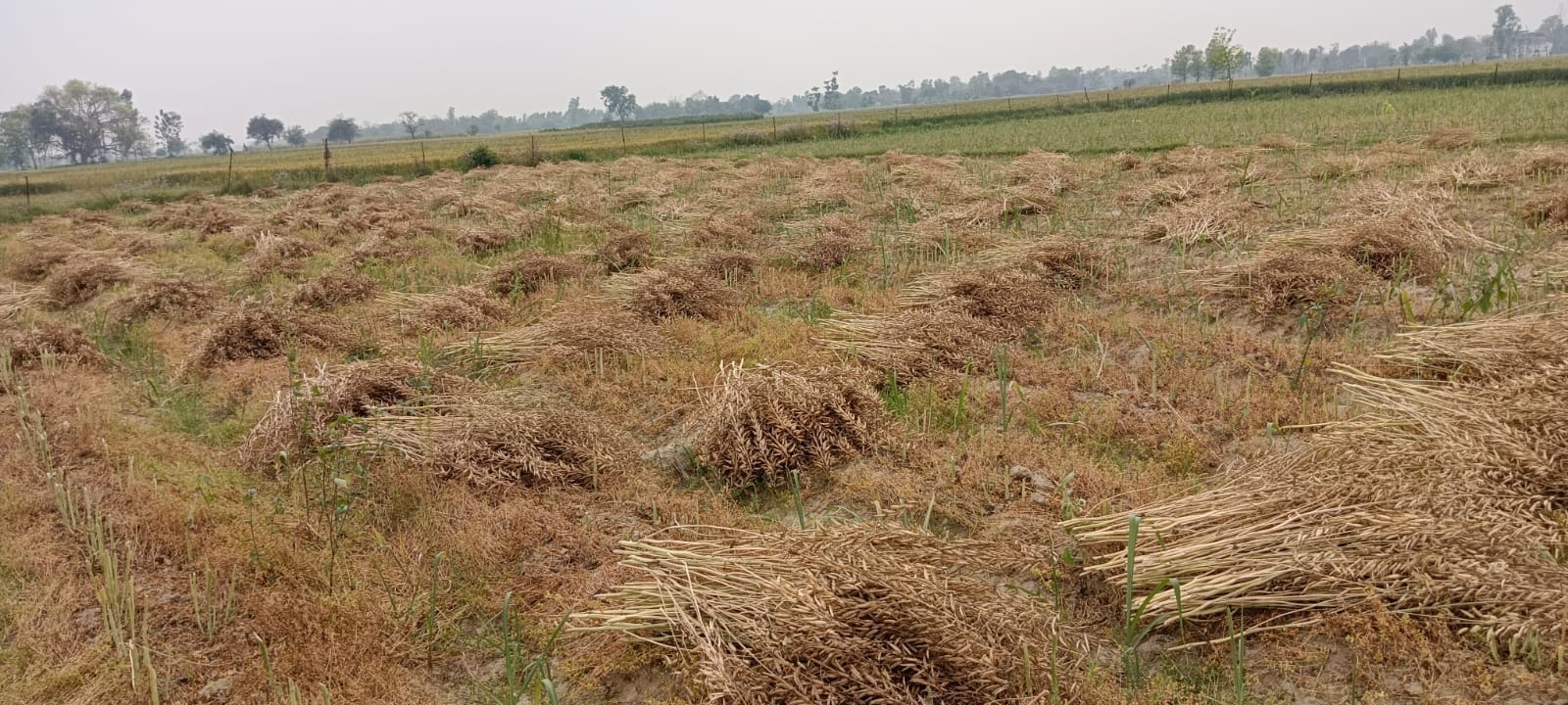 परसपुर में मक्के के खेत में भरा बारिश का पानी, खेत में पड़ी सरसों और फसल समेटते किसान। - संवाद