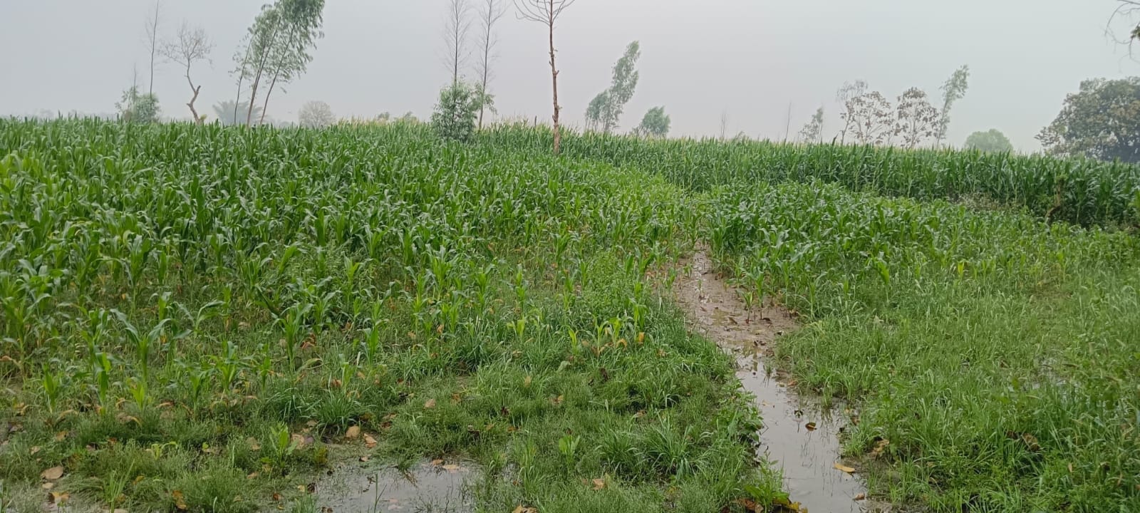 परसपुर में मक्के के खेत में भरा बारिश का पानी, खेत में पड़ी सरसों और फसल समेटते किसान। - संवाद