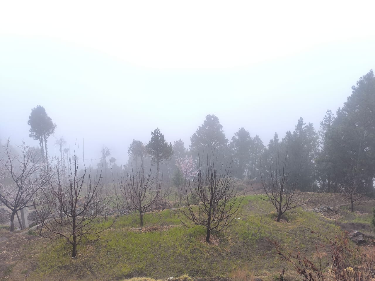 रामपुर के श्राईकोटी माता मंदिर में रविवार दोपहर बाद हुई बर्फबारी। स्रोत : जागरूक पाठक रामपुर के श्राईकोटी माता मंदिर में रविवार दोपहर बाद हुई बर्फबारी। स्रोत : जागरूक पाठक