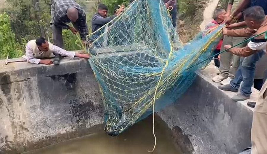 रिवालसर क्षेत्र की ग्राम पंचायत सरध्वार के चलाइड़ा गांव में पानी के टैंक में गिरा तेंदुआ। स्रोत रिवालसर क्षेत्र की ग्राम पंचायत सरध्वार के चलाइड़ा गांव में पानी के टैंक में गिरा तेंदुआ। स्रोत