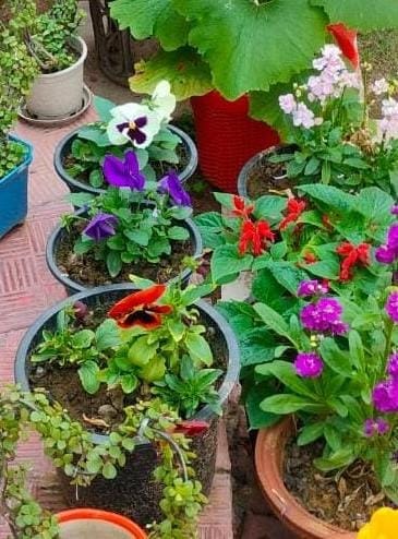 सुनीता