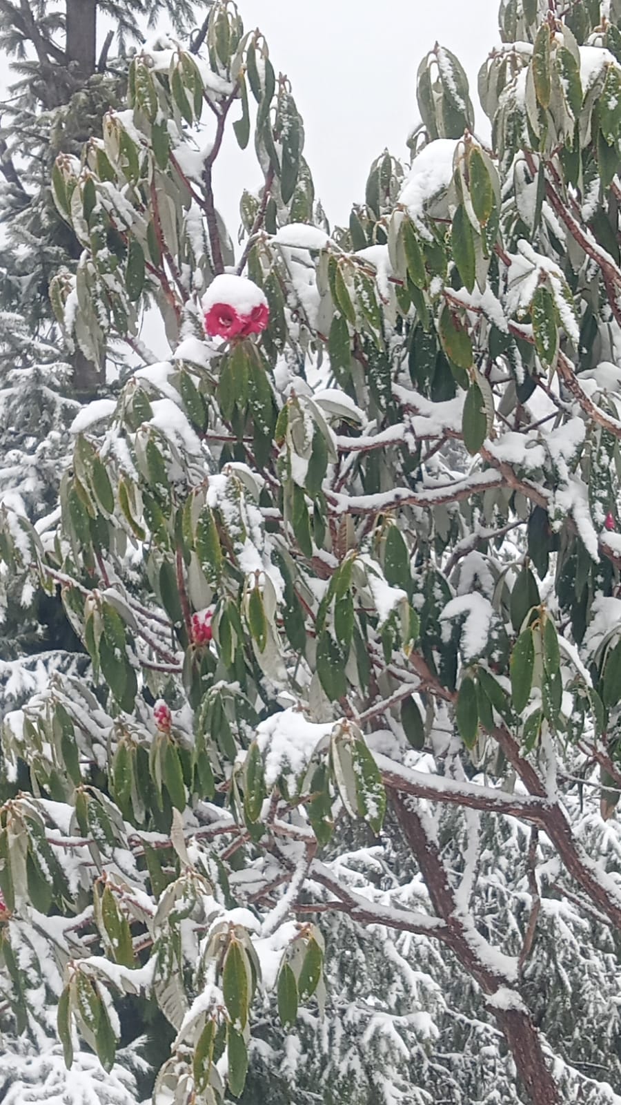 सराज घाटी की ग्राम पंचायत चेत के ढलैच जंगल में बर्फ से ढके पेड़ा पौधे। स्रोत जागरूक पाठक