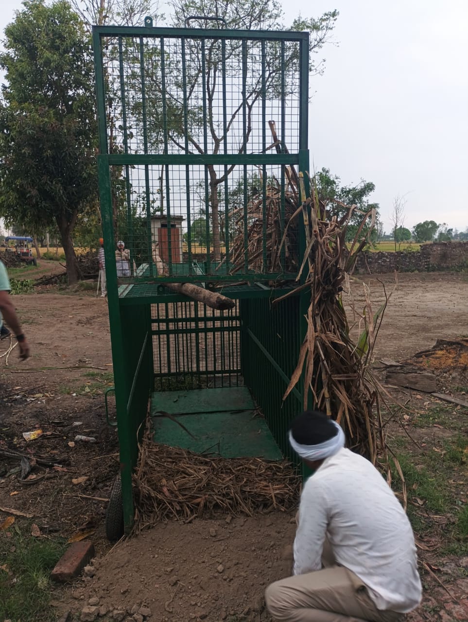 शेरपुर गांव में भारतीय गिद्धों का झुंड। संवाद शेरपुर गांव में भारतीय गिद्धों का झुंड। संवाद