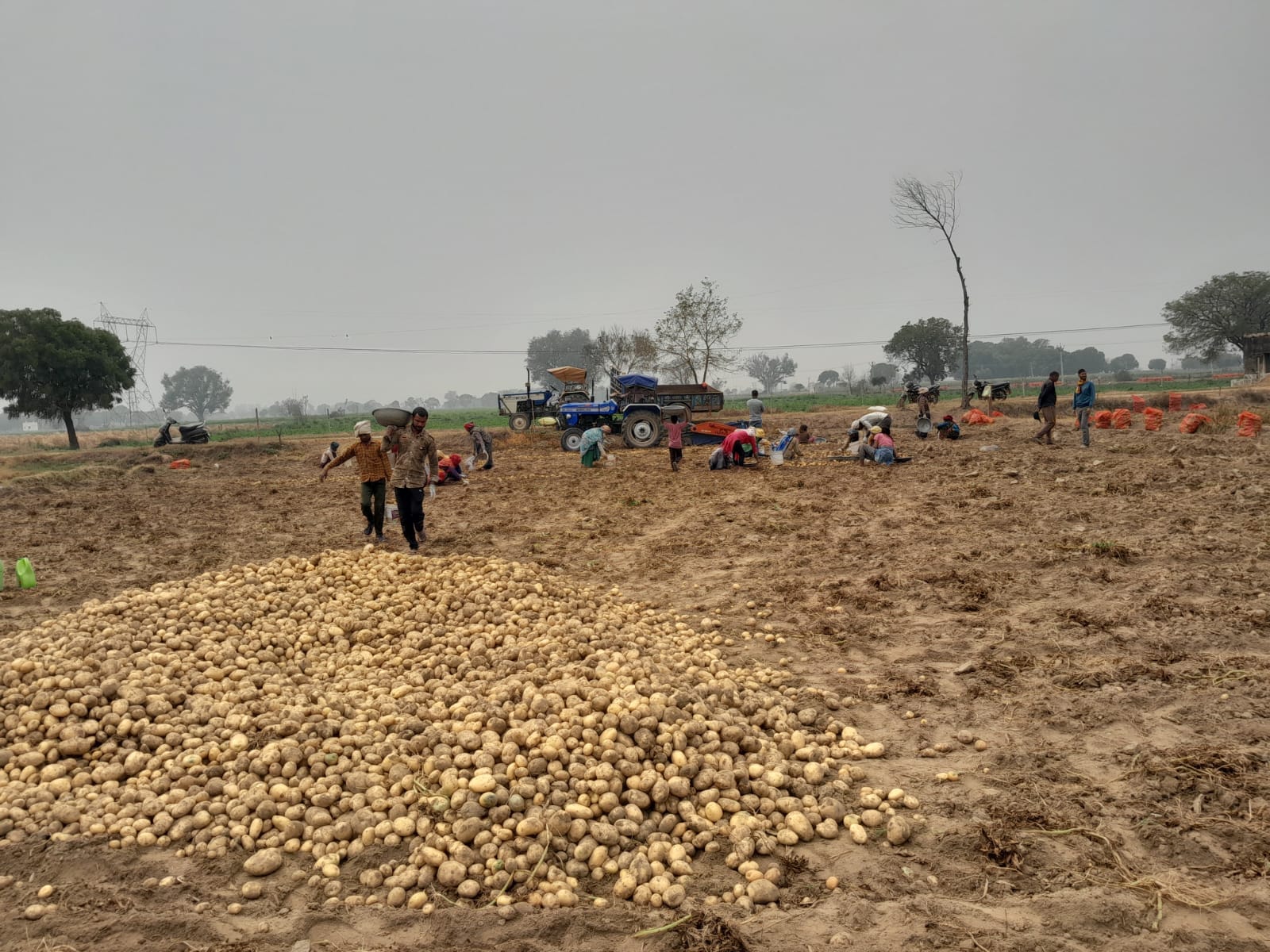 बारिश के बाद खेत में बिछी फसलें। संवाद