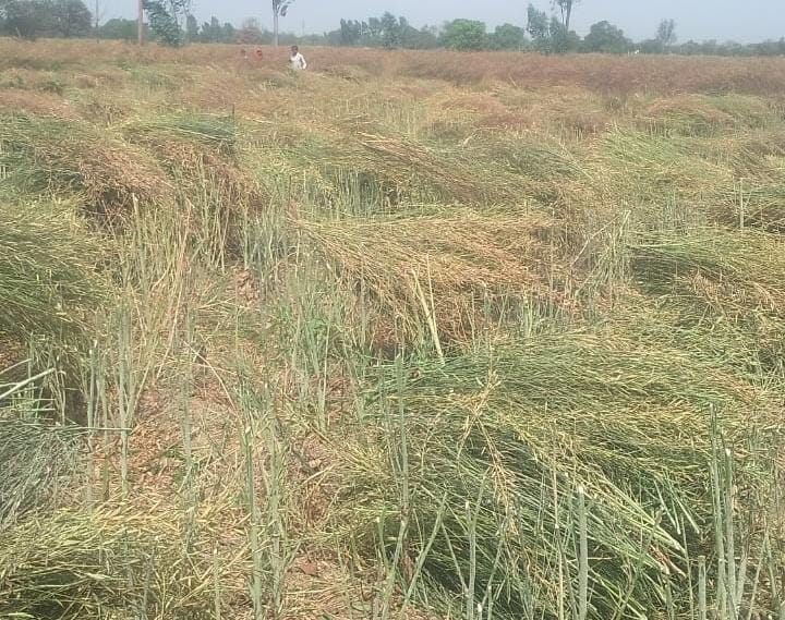 बारिश के बाद खेत में बिछी फसलें। संवाद