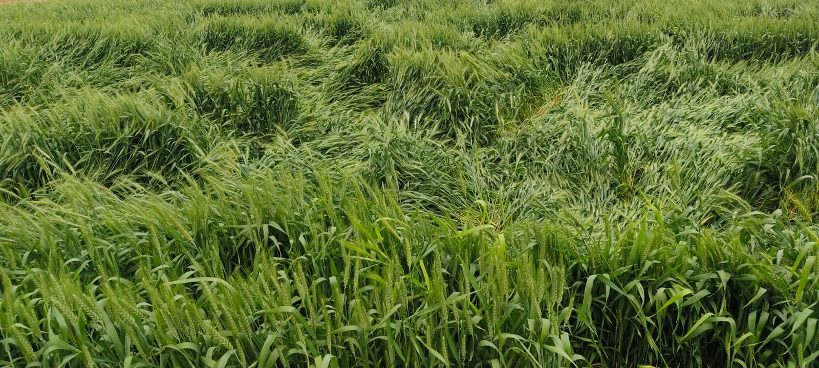 बुढ़ाना। तेज हवा व बारिश में गिरी गेंहू की फसल। संवाद