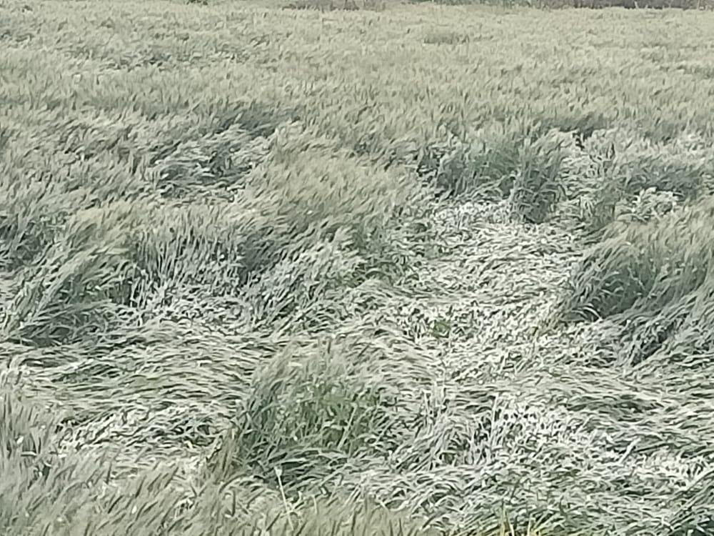 चकसराय में बारिश के बाद खेतों में नजर आई हरियाली।संवाद