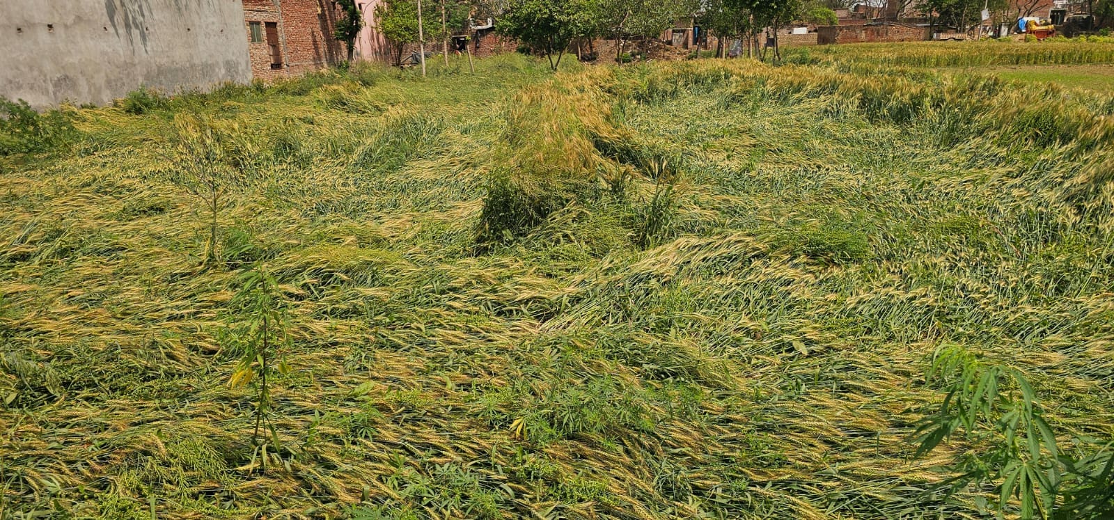 फोटो 04 कासगंज मोहनपुरा क्षेत्र में गिरी गेहूं की फसल। स्रोत: संवाद