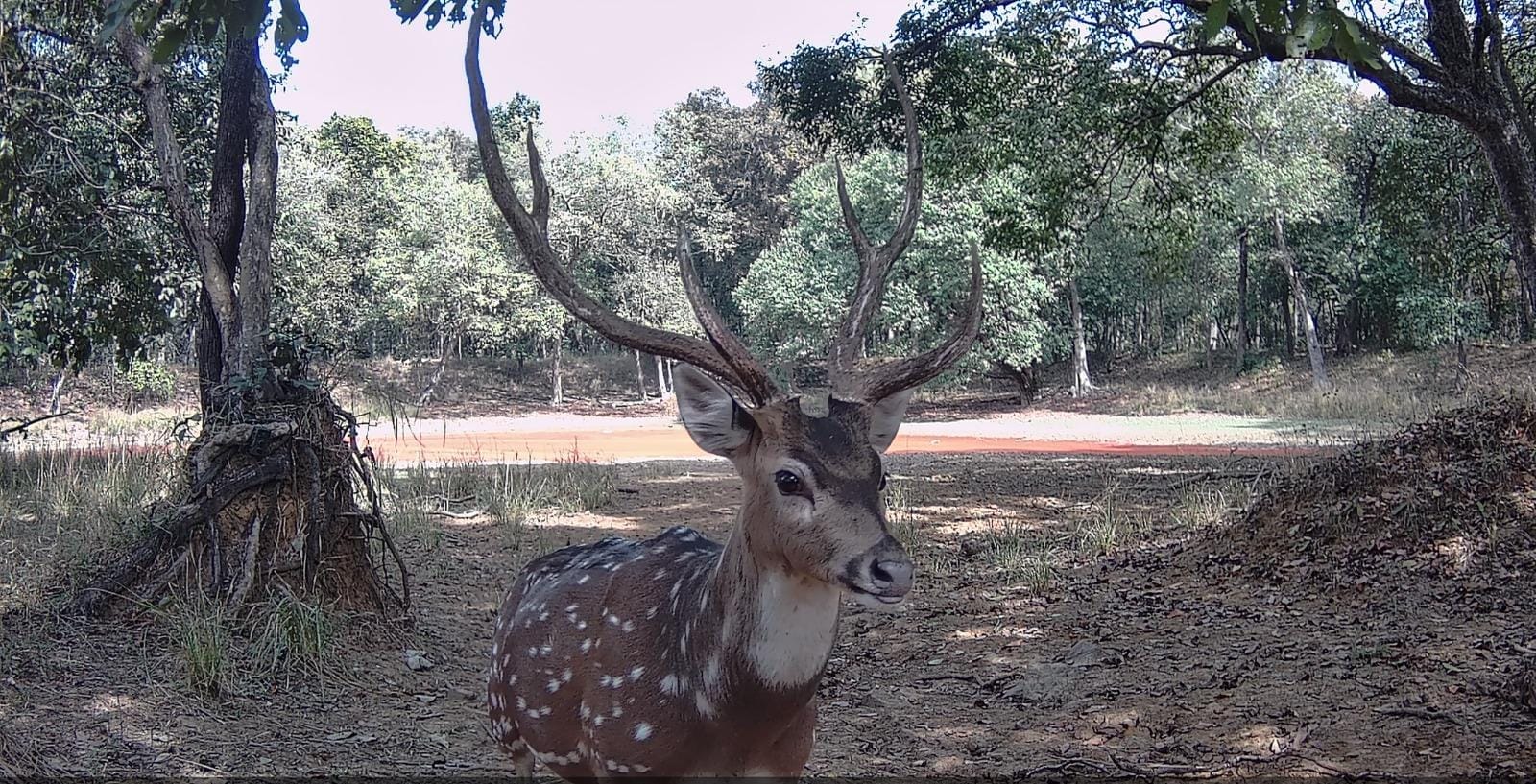 फोटो- 05सीकेटीपी 10 रानीपुर टाइगर रिजर्व में झुंड में चीतल। संवाद फोटो- 05सीकेटीपी 10 रानीपुर टाइगर रिजर्व में झुंड में चीतल। संवाद