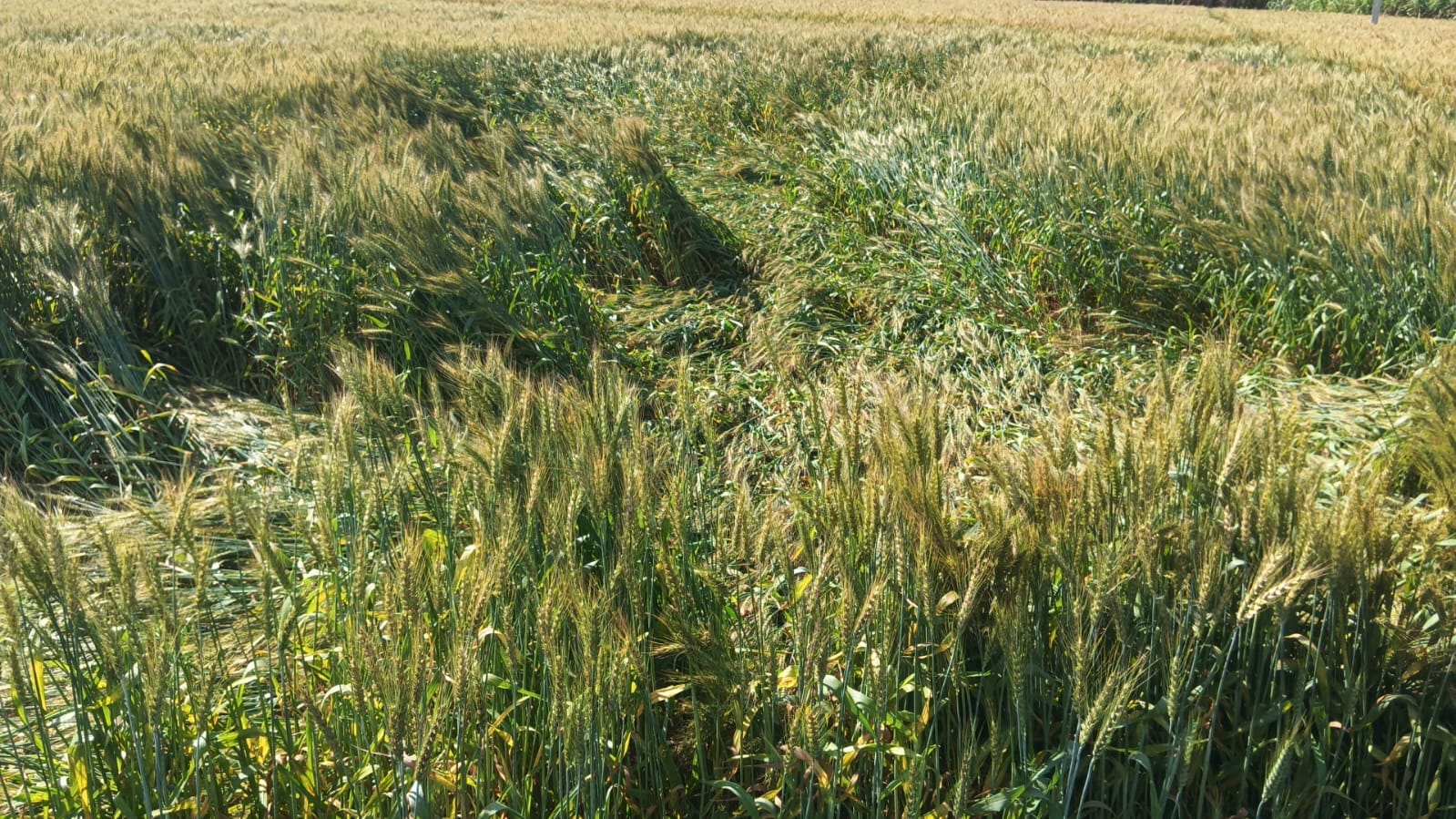 इंदौरा में बारिश के कारण खेत में बिछी गेंहू की फसल। संवाद