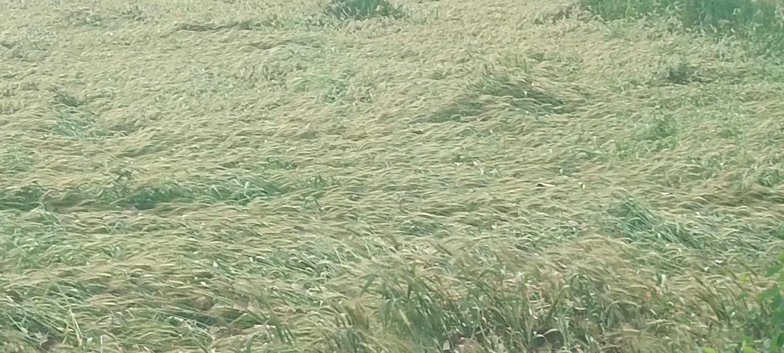 करनाल रोड़ से बारिश से निकलते वाहन संवाद करनाल रोड़ से बारिश से निकलते वाहन संवाद