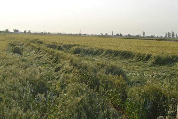 रविवार शाम के समय बड़ा गांव में बारिश के बाद आकाश में बना इंद्र धनुष। संवाद