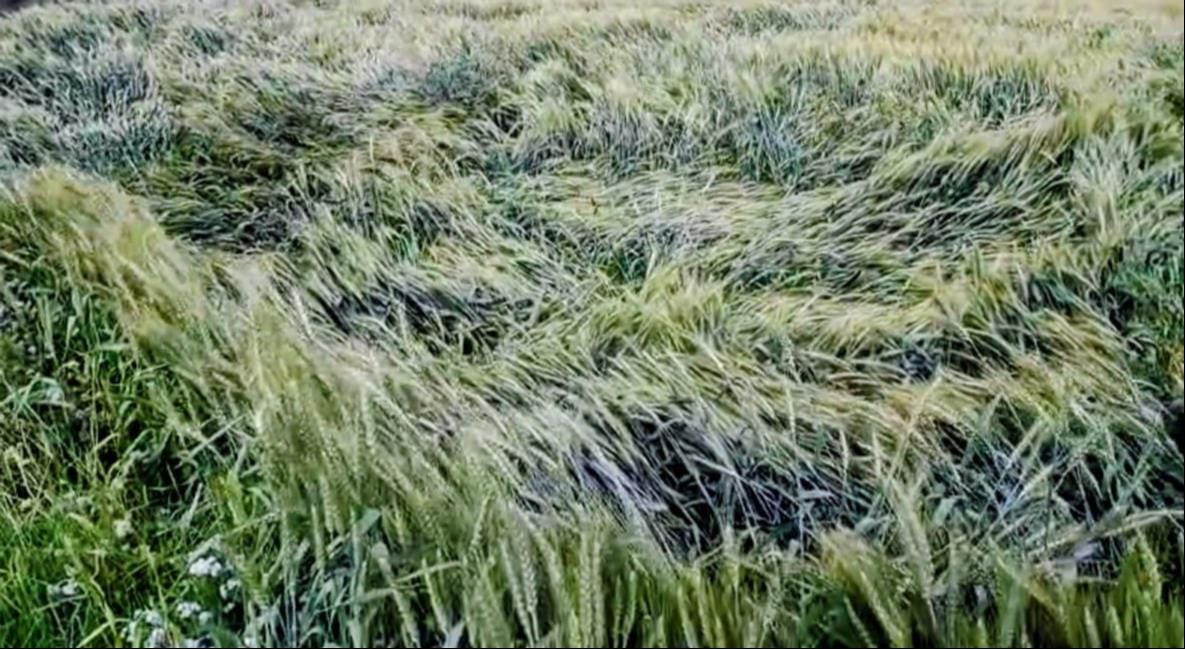 शामली में कैराना रोड पर सड़क के किनारे जलभराव । संवाद शामली में कैराना रोड पर सड़क के किनारे जलभराव । संवाद