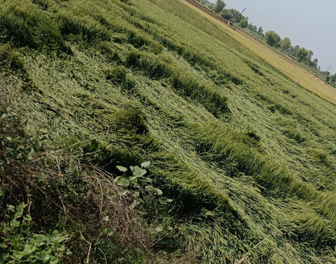 गांव कुड़ाना में बारिश और हवा के कारण गिरी गेहूं की फसल. संवाद