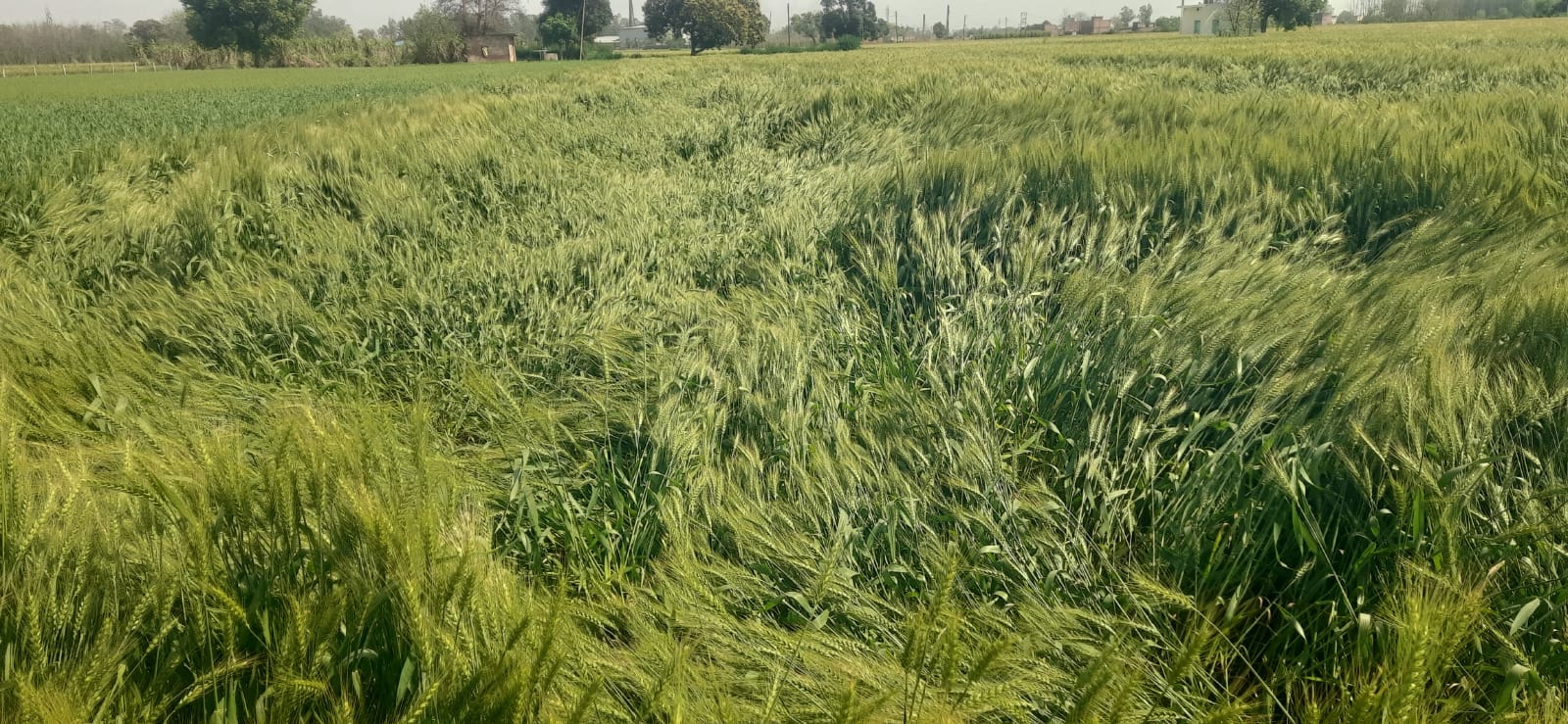 परवालों रोड पर तेज अंधड़ से खेत में बिछी गेहूं की फसल। संवाद