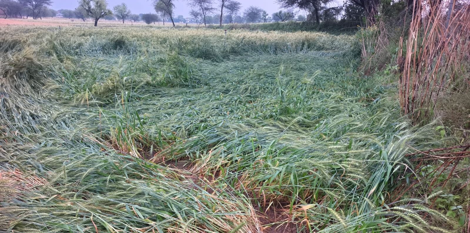 फोटो संख्या:61- सरसों की कटाई करते मजदूर--संवाद