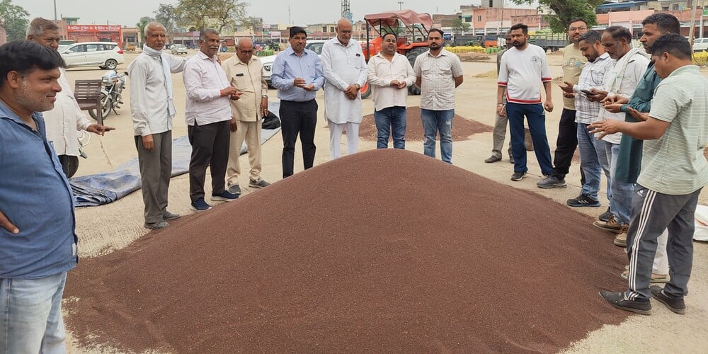 बाबैन। सरसों की खरीद के दौरान निरीक्षण करते व्यापारी। संवाद