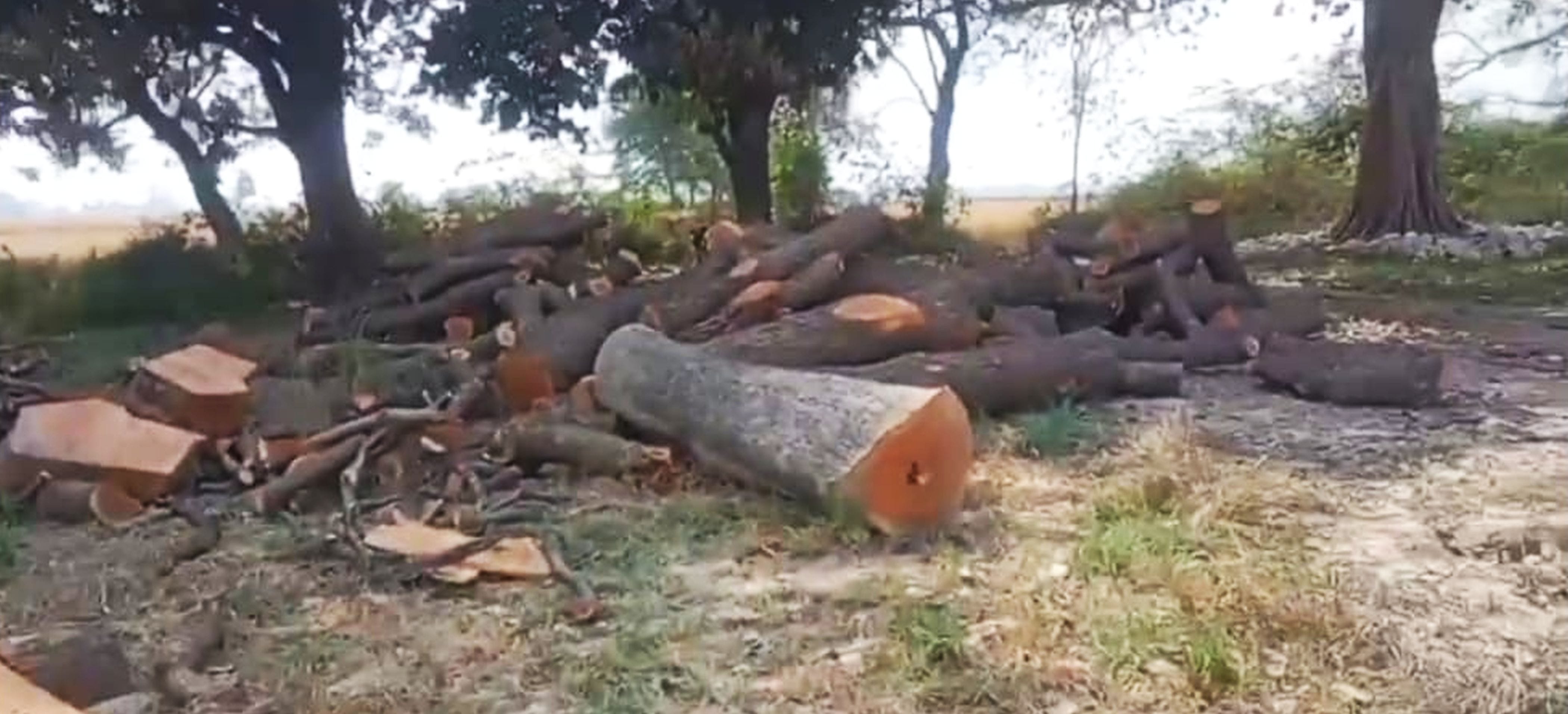 फोटो-19-गाजीपुर क्षेत्र के कठवारा गांव में कटाई के बाद पड़ी लकड़ी। वीडियो ग्रैब फोटो-19-गाजीपुर क्षेत्र के कठवारा गांव में कटाई के बाद पड़ी लकड़ी। वीडियो ग्रैब