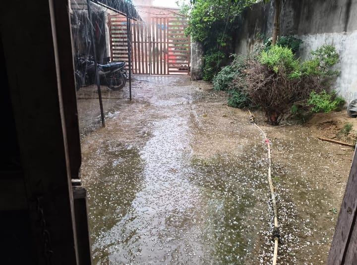 कफारा गांव में गिरी गेहूं की अधपकी फसल- संवाद