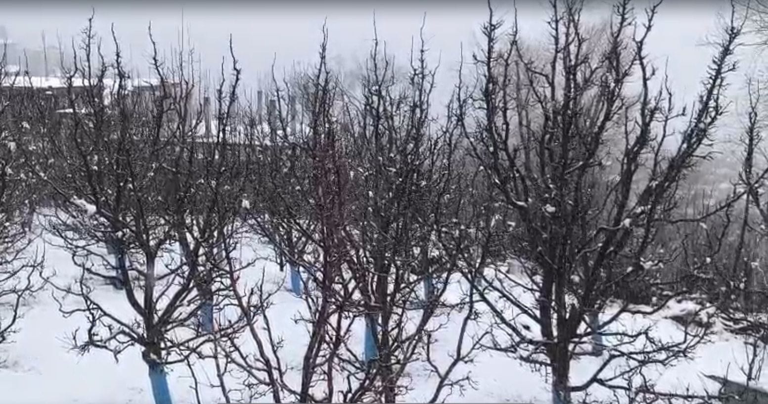 किन्नौर जिले के कल्पा में शुक्रवार को हुई ताजा बर्फबारी में गुजरते वाहन। संवाद