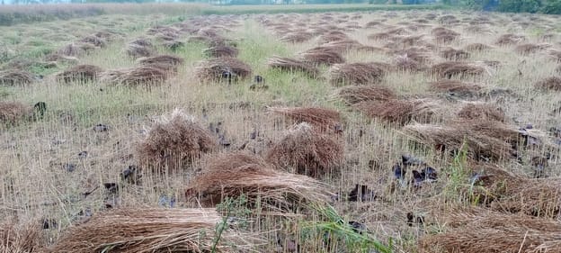 परसपुर के लोहंगपुर में तेज हवा व बारिश से गिरी गेंहू की फसल और जमुनही हरदो पट्टी पर पड़ी सरसों परसपुर के लोहंगपुर में तेज हवा व बारिश से गिरी गेंहू की फसल और जमुनही हरदो पट्टी पर पड़ी सरसों