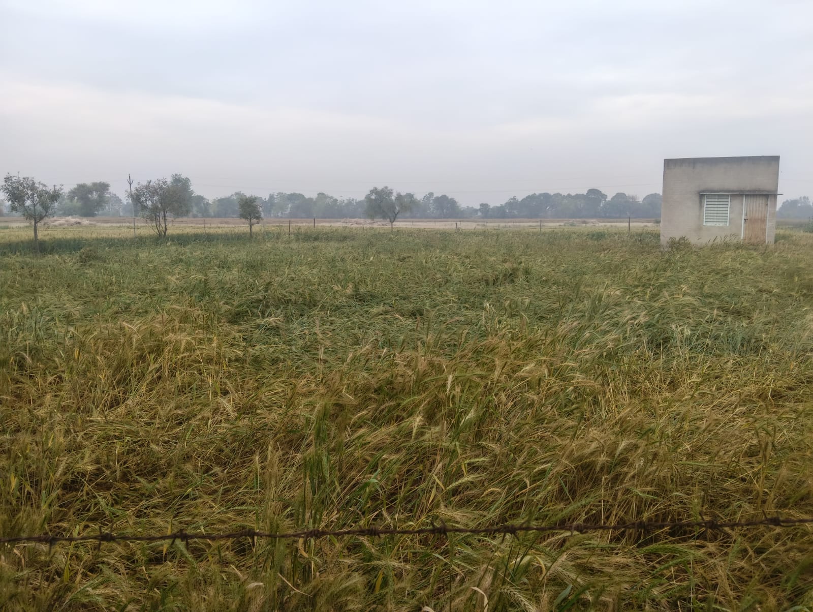 सेक्टर एक में टूटी पेड़ की टहनियां। संवाद सेक्टर एक में टूटी पेड़ की टहनियां। संवाद