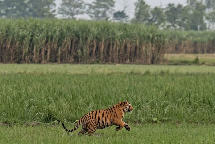 उत्तम कुमार