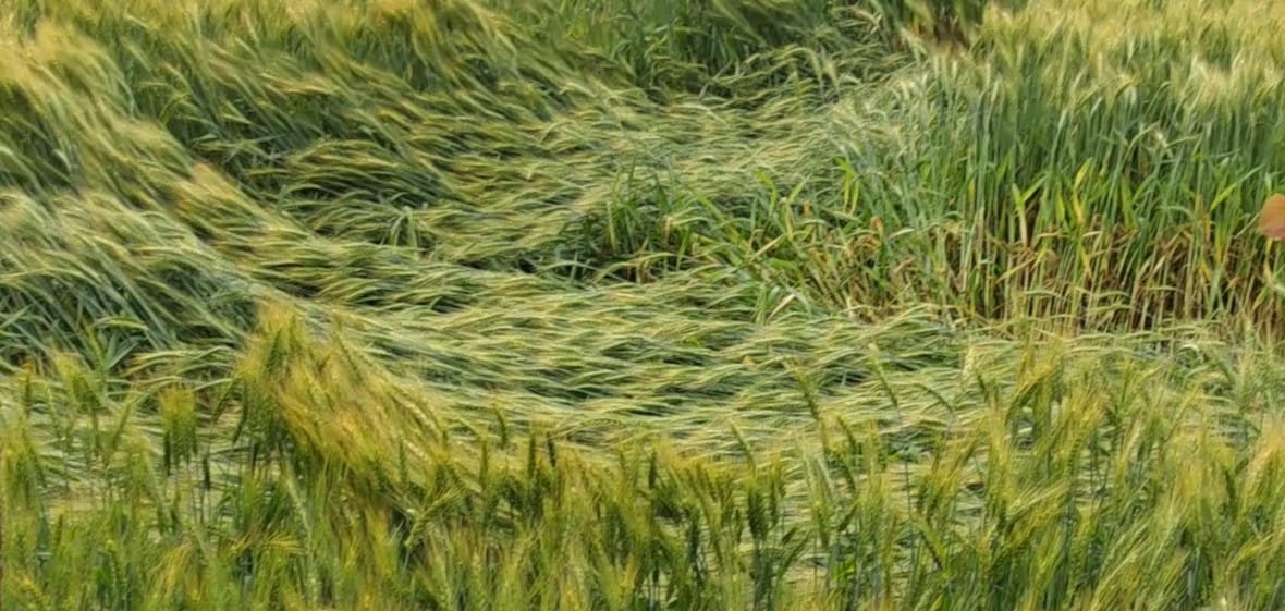 बारिश से बचने के लिए छाता लेकर गुजरते युवक। संवाद