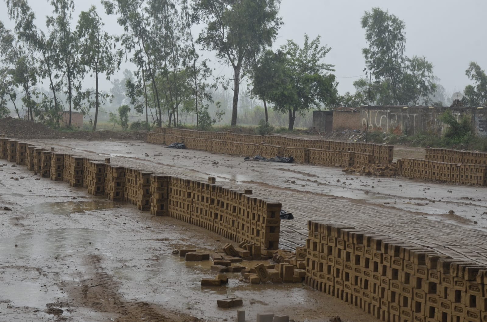 चरथावल के बधाई कलां में बारिश और हवा में गिरी गेहूं की फसल: संवाद