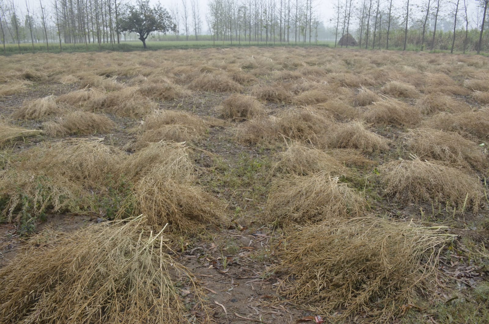 चरथावल के बधाई कलां में बारिश और हवा में गिरी गेहूं की फसल: संवाद