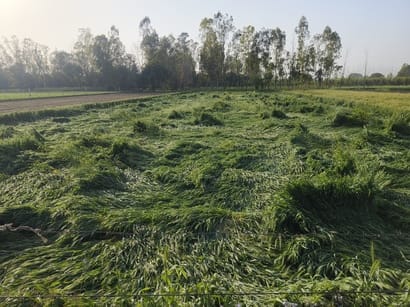 चरथावल के बधाई कलां में बारिश और हवा में गिरी गेहूं की फसल: संवाद