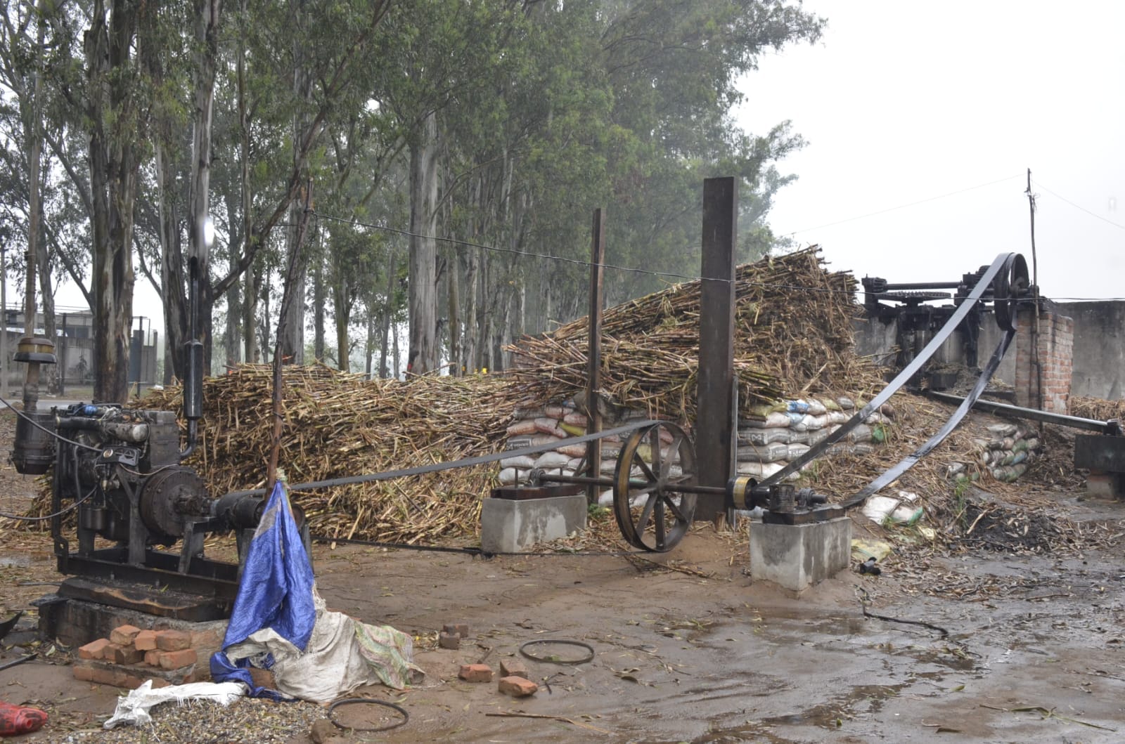 चरथावल के बधाई कलां में बारिश और हवा में गिरी गेहूं की फसल: संवाद