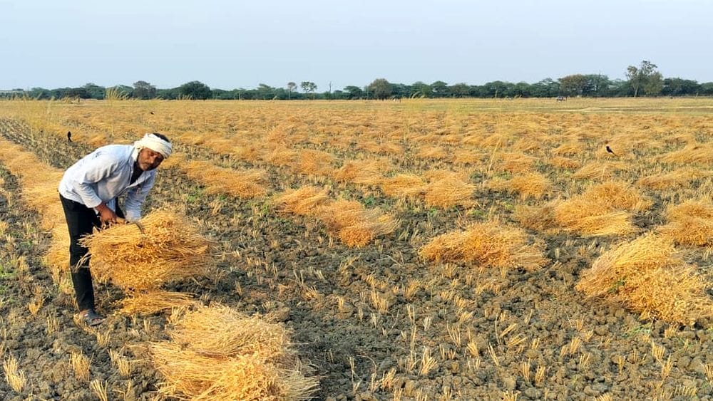 फोटो 21 एमएएचपी 13 परिचय-खेत में बारिश से भीगी मसूर की फसल को सुखाने के लिए फैलाता गहरा गांव का फोटो 21 एमएएचपी 13 परिचय-खेत में बारिश से भीगी मसूर की फसल को सुखाने के लिए फैलाता गहरा गांव का