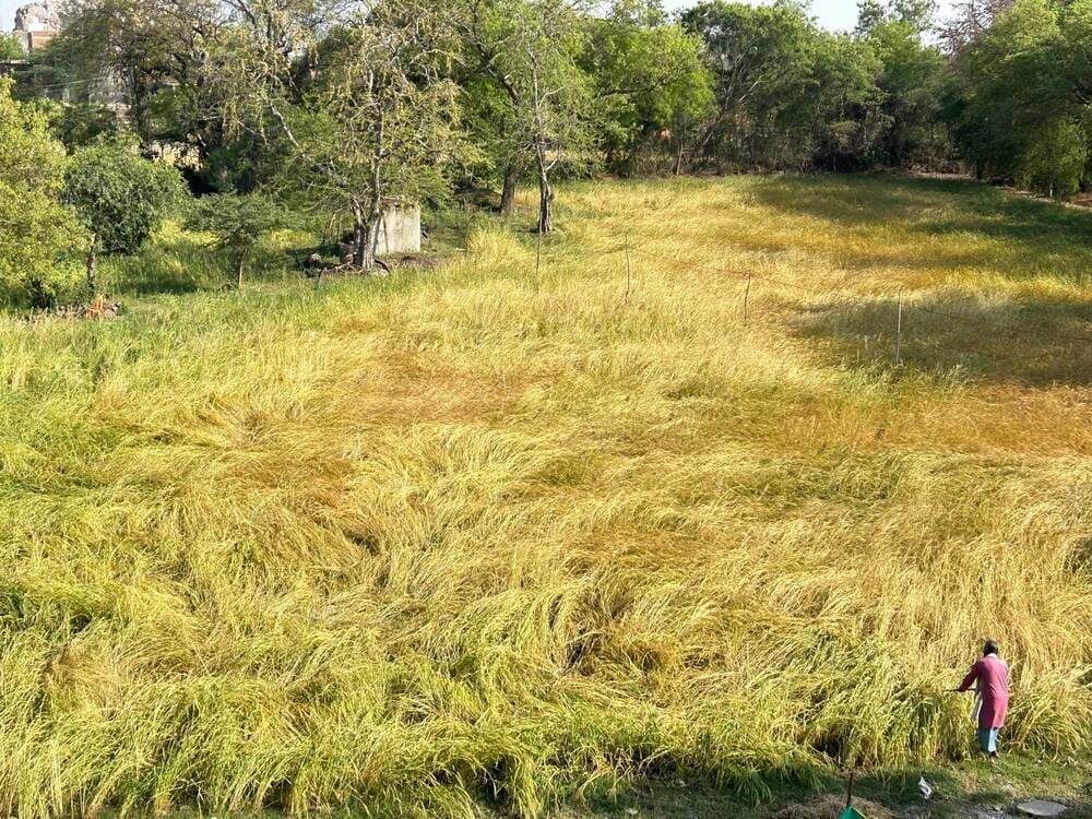 फोटो 21 एमएएचपी 13 परिचय-खेत में बारिश से भीगी मसूर की फसल को सुखाने के लिए फैलाता गहरा गांव का फोटो 21 एमएएचपी 13 परिचय-खेत में बारिश से भीगी मसूर की फसल को सुखाने के लिए फैलाता गहरा गांव का