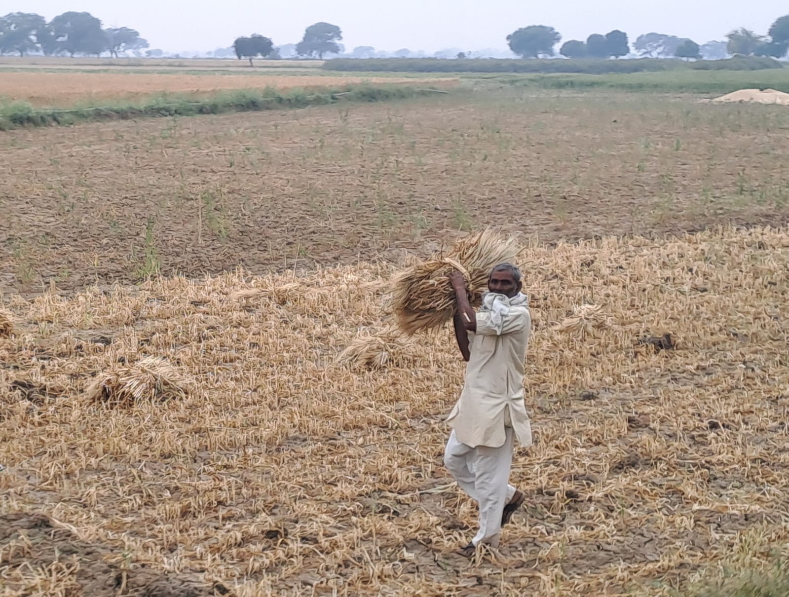 फोटो - 21 सुबह से रिमझिम बारिश में भीगी मसूर की कटी फसल ।संवाद