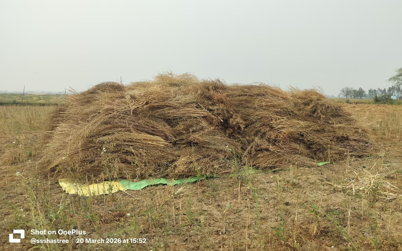 फोटो - 21 सुबह से रिमझिम बारिश में भीगी मसूर की कटी फसल ।संवाद