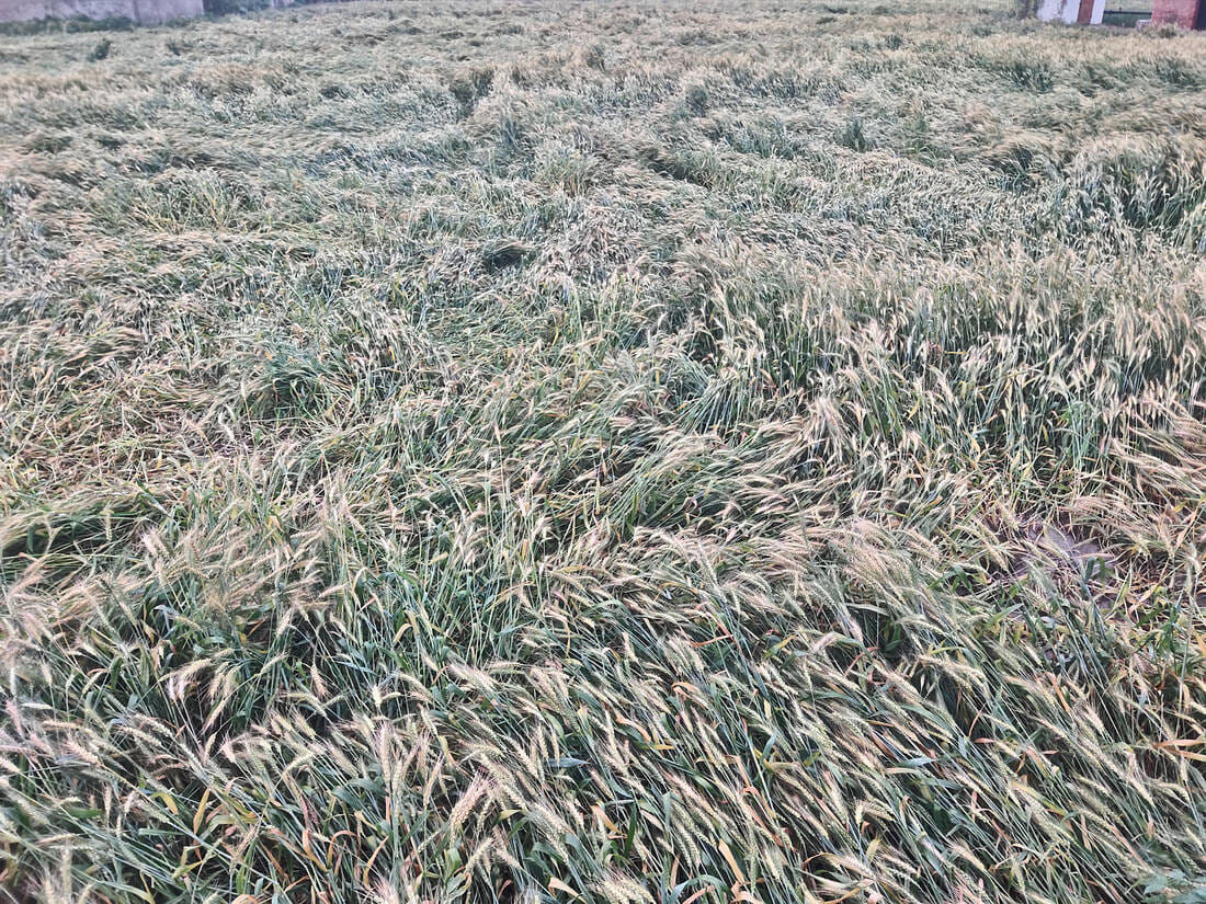 इसराना खेतों में गिरी गेहूं की फसल। संवाद इसराना खेतों में गिरी गेहूं की फसल। संवाद