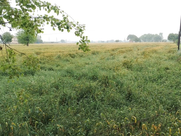 इसराना खेतों में गिरी गेहूं की फसल। संवाद इसराना खेतों में गिरी गेहूं की फसल। संवाद