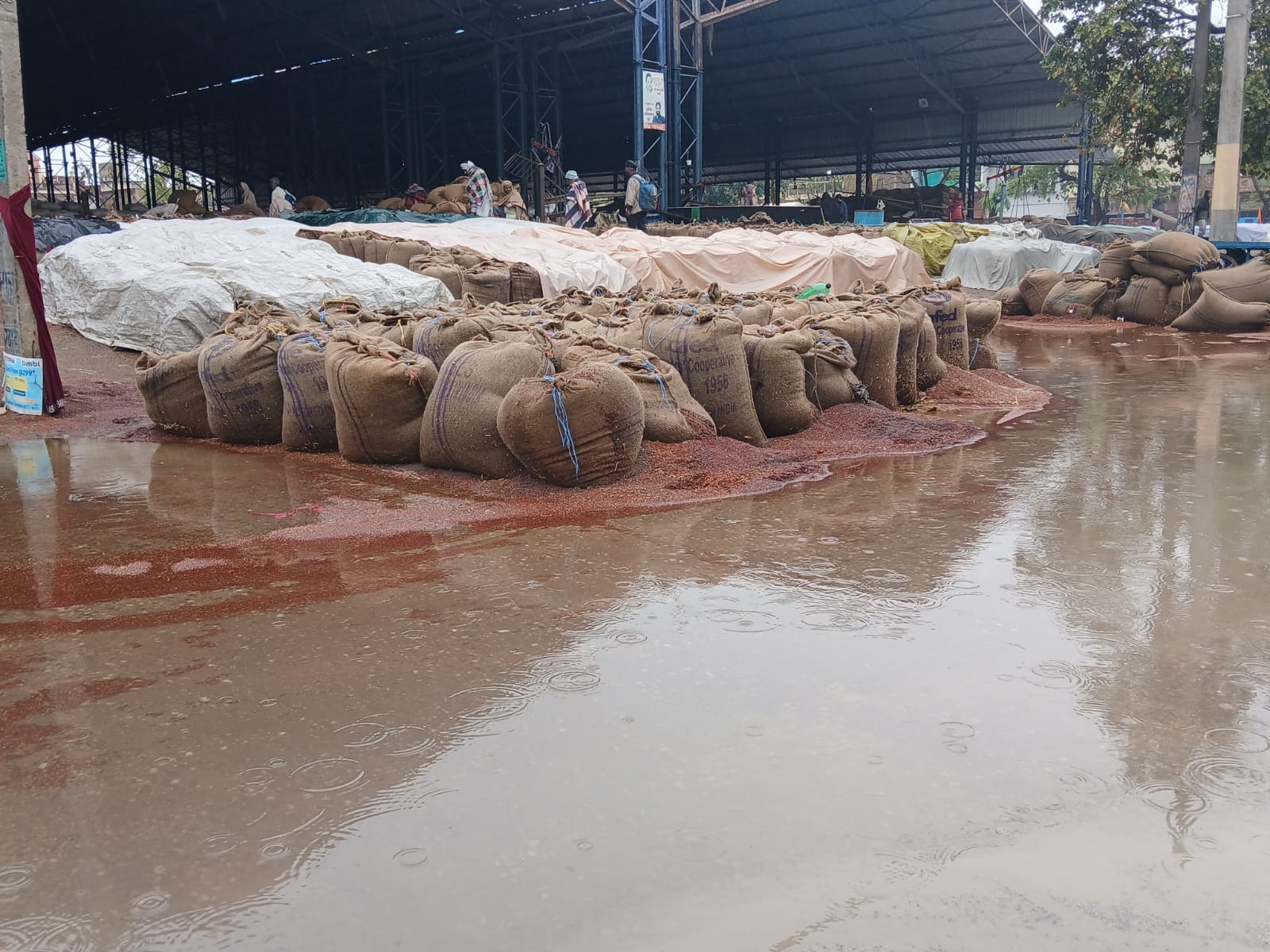 रेवाड़ी। अनाज मंडी में सुबह बारिश के दौरान भीगते सरसों की बोरियां। संवाद