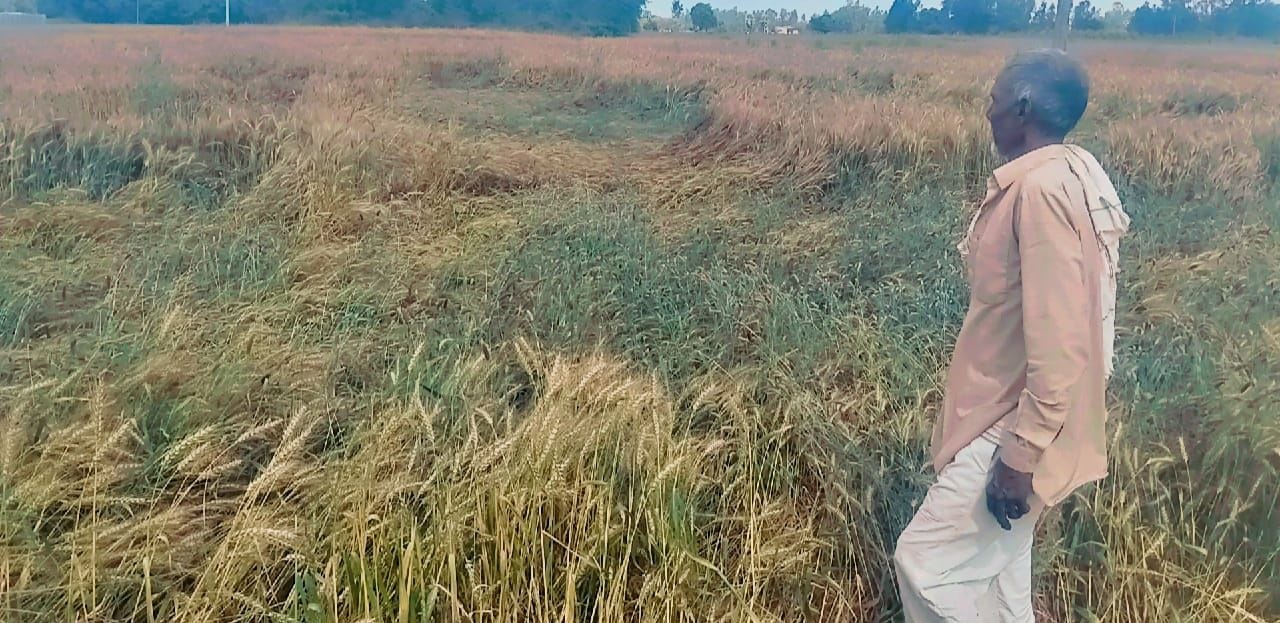 फोटो-13- परियर के पनपथा में तरबूज की फसल देखता किसान। संवाद