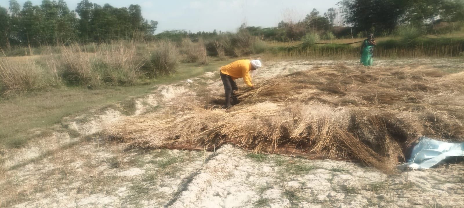 फोटो-13- परियर के पनपथा में तरबूज की फसल देखता किसान। संवाद