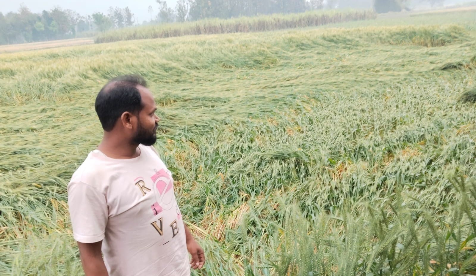 फोटो-19-बलरामपुर के रेहरा बाजार में बारिश के कारण भीगी फसल ।-संवाद