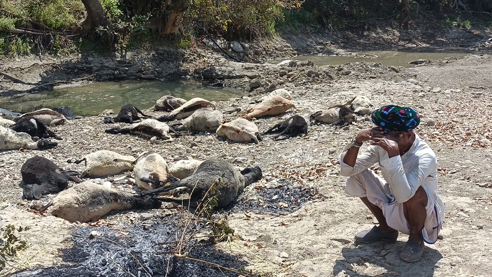 मधुमक्खी के हमले से 24 भेड़ की मौत।