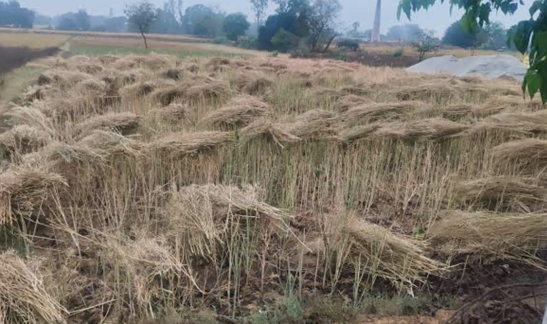 शनिवार को तेज हवा और हल्की बारिश में गिरा गेंहू की फसल । संवाद