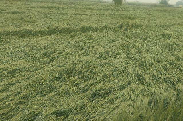 गांव श्यामपुर ददायरा में खेत में बारिश में भीगी कटी पड़ी सरसों की फसल को देखते ग्रामीण। संवाद गांव श्यामपुर ददायरा में खेत में बारिश में भीगी कटी पड़ी सरसों की फसल को देखते ग्रामीण। संवाद