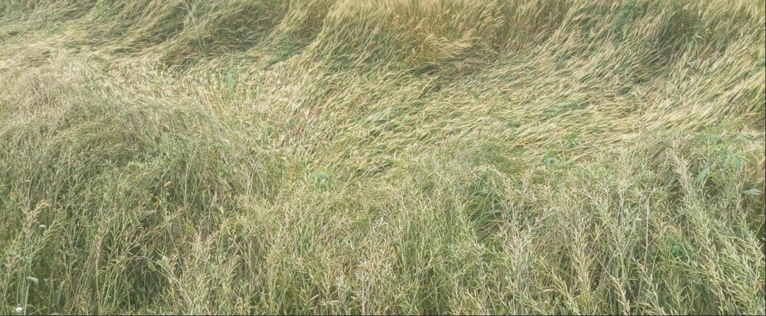 काले बादलों की ओट में छिपे सूर्यदेव।