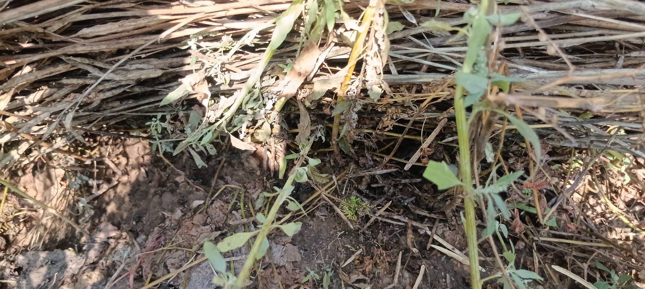 फोटो संख्या:60- रतिराम फोटो संख्या:60- रतिराम